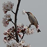 ♂ eating Prunus × yedoensis