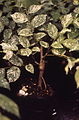 Mutant variegated smooth-leafed elm graft