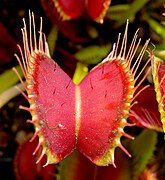 Insect-trapping leaf of Venus flytrap