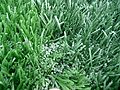 Thumbnail for Artificial turf