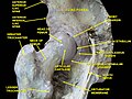 Hip joint. Lateral view.