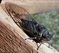 Thumbnail for Cicada