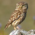 Deutsch: Eigentliche Eulen English: True Owls Strigidae (cat.)