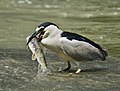 Image 17 Black-crowned night heron Photograph: Alain Carpentier A black-crowned night heron (Nycticorax nycticorax) feeding on a fish in the shallows of the Chêne River in Montreal, Quebec. These widespread ambush predators average 64 cm (25 in) in length. More selected pictures