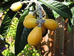 Eriobotrya japonica frukter