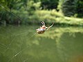 An orb-weaver spider (Larinioides cornutus) with hygroscopic coated capture threads