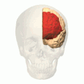 Animation, prefrontal cortex of left cerebral hemisphere (shown in red)