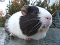 Thumbnail for Guinea pig