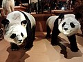 Panda uriaşi numiţi "Fei Fei" (stânga) şi "Tong Tong" (dreapta)