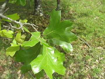 Blackjack oak leaves