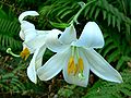 Обыкновенная белая лилия (Lilium candidum)