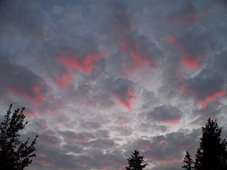 Sunset reflecting shades of pink onto gray stratocumulus stratiformis translucidus (becoming perlucidus in the background)