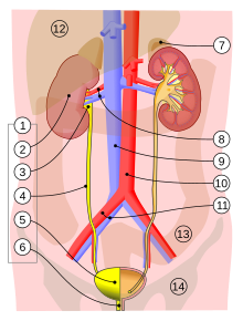 Urinary system.svg