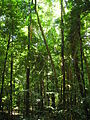 Image 48The Daintree Rainforest (from Tree)