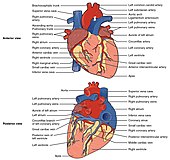 The human heart viewed from the front and from behind