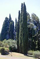 Fastigiate Mediterranean cypress C. sempervirens 'Stricta', planted in Hawaii.