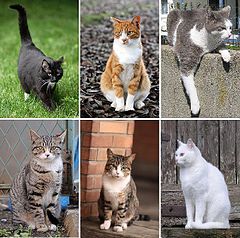Sześć obrazów kotów.
