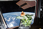 Thumbnail for Plants in space