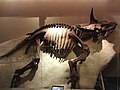 Fosila unui Triceratops numit "Raymond"
