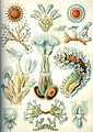Image 12 Bryozoa Credit: Ernst Haeckel, Kunstformen der Natur (1904) Bryozoa (also known as the Polyzoa, Ectoprocta or commonly as moss animals) are a phylum of simple, aquatic invertebrate animals, nearly all living in sedentary colonies. Typically about 0.5 millimetres (1⁄64 in) long, they have a special feeding structure called a lophophore, a "crown" of tentacles used for filter feeding. Most marine bryozoans live in tropical waters, but a few are found in oceanic trenches and polar waters. The bryozoans are classified as the marine bryozoans (Stenolaemata), freshwater bryozoans (Phylactolaemata), and mostly-marine bryozoans (Gymnolaemata), a few members of which prefer brackish water. 5,869 living species are known. Originally all of the crown group Bryozoa were colonial, but as an adaptation to a mesopsammal (interstitial spaces in marine sand) life or to deep‐sea habitats, secondarily solitary forms have since evolved. Solitary species has been described in four genera; Aethozooides, Aethozoon, Franzenella and Monobryozoon). The latter having a statocyst‐like organ with a supposed excretory function. (Full article...) More selected pictures