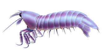 Daidal was a basal species of Mantis shrimp (stomatopoda)