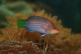 Six-line wrasse (Pseudocheilinus hexataenia), one of the many fishes in the aquarium area.
