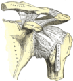 די לינקע פלייצע און acromioclavicular געלענקען, and the proper ligaments of the scapula.