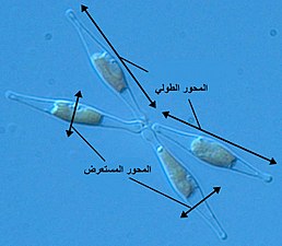 الاتجاهات التشريحية على دياتوم من نوع Phaeodactylum tricornutum، وهي طحالب أحادية الخلية يظهر منها أربعة في الصورة.