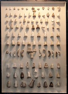 Nasothek display of noses used for restoration