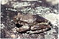 Image 36This frog changes its skin colour to control its temperature. (from Animal coloration)