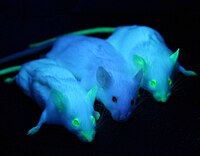 Genetically engineered mice glowing green