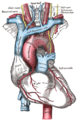 Relacions anatòmiques de l'aorta.