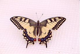 Ritariperhonen (Papilio machaon)