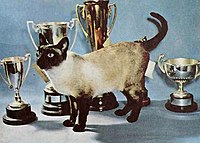 While this show quality specimen from 1960 still exhibits relatively moderate characteristics, the breed standard was setting the stage for the modern Siamese, with its call for a "dainty, long and svelte" body, a long head that "taper[s] in straight lines from the ears to a narrow muzzle", "ears large and pricked, wide at the base" and tail "long and tapering".