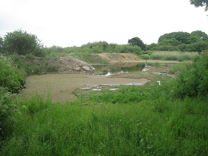 File:Mud and rushes at the west end of Drift Reservoir - geograph.org.uk - 5093263.jpg