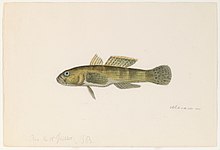 An 1865 watercolor painting of a Brazilian goby by Jacques Burkhardt.