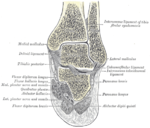 Coronal section through right talocrural and talocalcaneal joints