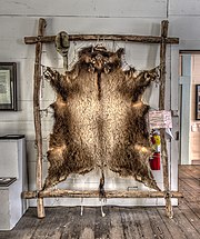 Fell eines jungen „Woodland“-Bisons (Indian-Springs-Hotel-Museum, 2020)