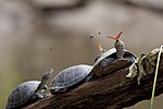 Thumbnail for File:A butterfly feeding on the tears of a turtle in Ecuador.jpg