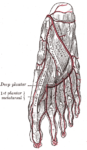 The plantar arteries. Deep view. (Quadratus plantae visible at center.)