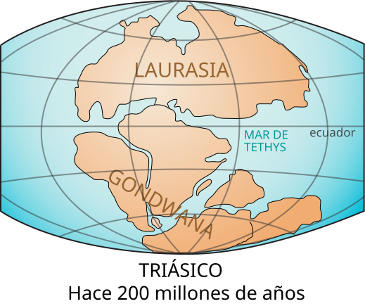 Aparentemente Lophosoria se originó a principios del Cretácico, el sur del continente de Gondwana, y ya existía cuando el continente se separó a finales del Cretácico.