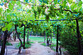 Piantagione di uva in Argentina. L'Argentina e il Cile sono tra i 10 maggiori produttori di uva e vino al mondo e il Brasile tra i 20 maggiori.