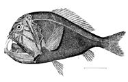 The widespread fangtooth has the largest teeth of any fish, proportionate to body size.[52] Despite their ferocious appearance, bathypelagic fish are usually weakly muscled and too small to represent any threat to humans.