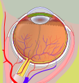 Right eye without labels (horizontal section)