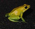 Black-legged dart frog, Phyllobates bicolor