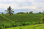 Thumbnail for File:Tabanan-Regency Indonesia Rice-paddies-06.jpg