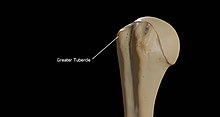 Greater Tubercle of Right Humerus