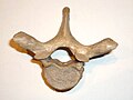 A thoracic vertebra, viewed from above.