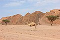 Camel near Nuweiba