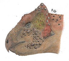 Life restoration of Kulceratops kulensis as an Archaeoceratopsid.